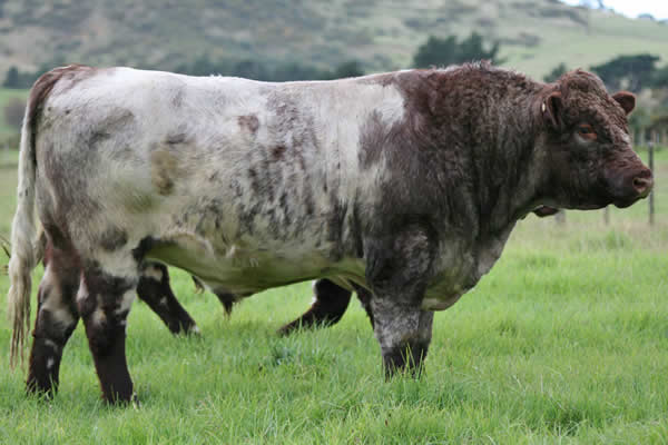 Shorthorn bull