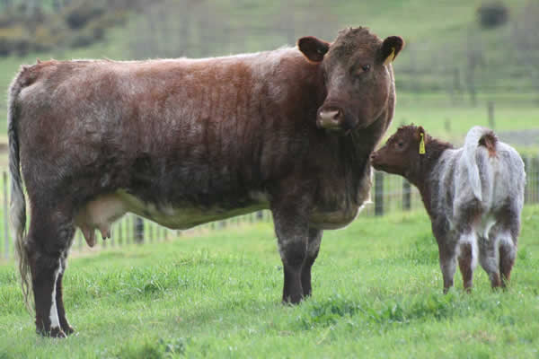 Shorthorn cow and calf