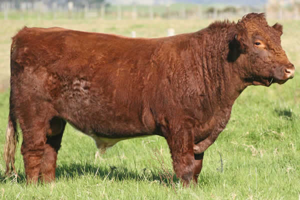 Glenrossie Meatpacker 22016