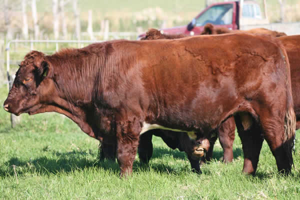 Glenrossie Meatpacker 22022