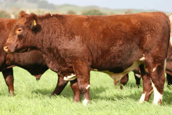 Glenrossie Gold 23002