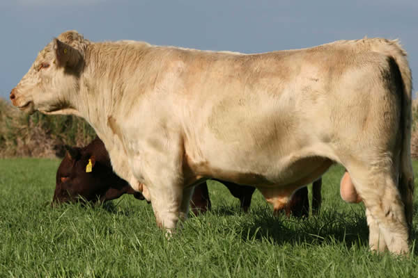 Glenrossie Parkinson 23003