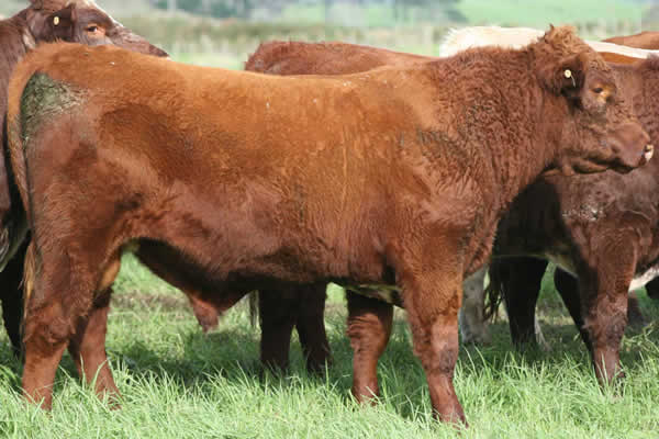 Glenrossie Gold 23006