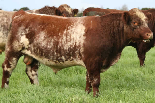 Glenrossie Neat 23011