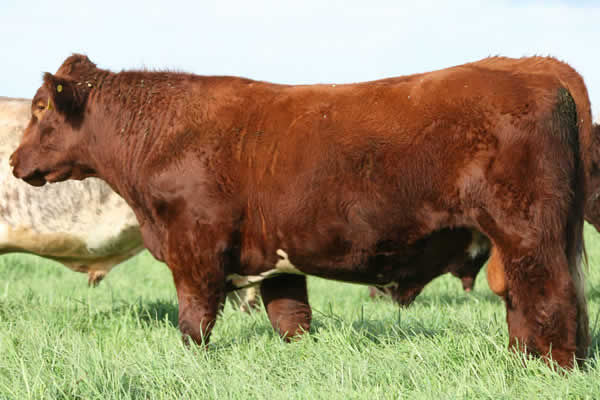 Glenrossie Gold 23015