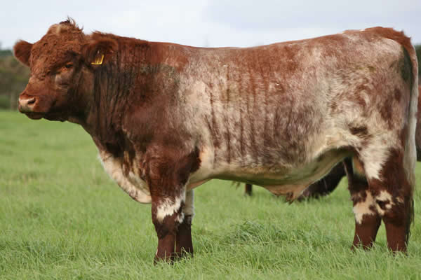 Glenrossie Gold 23016