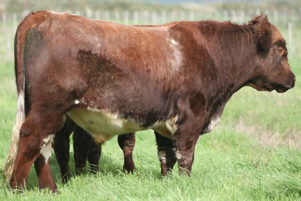 Glenrossie Gold 23020