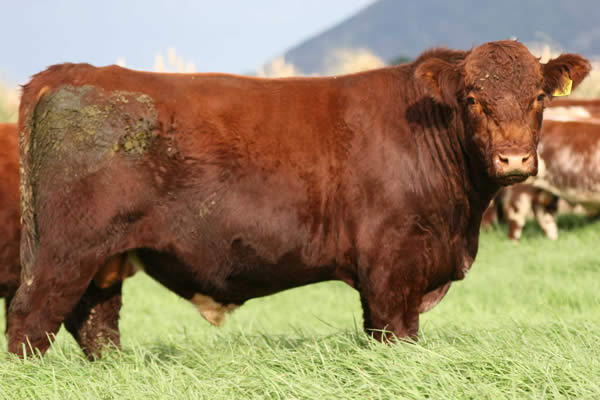 Glenrossie Phantom 23036