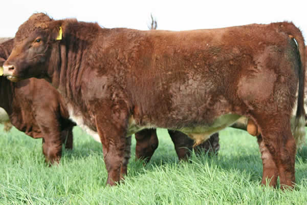 Glenrossie Parkinson 23045