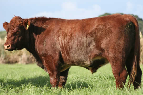 Glenrossie Parkinson 23046