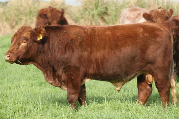 Glenrossie Papalii 23067