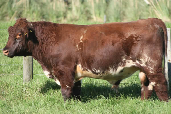 Glenrossie Gold 24006
