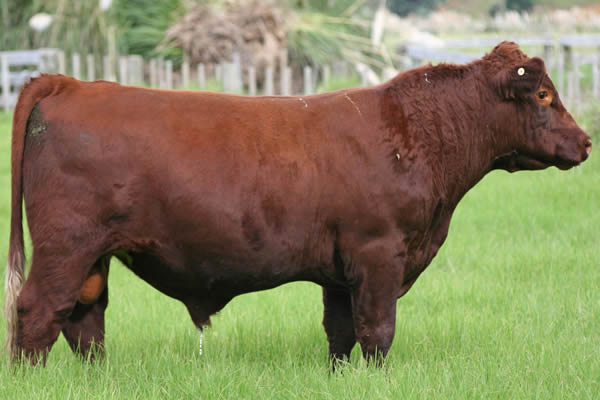 Glenrossie Gold 24017