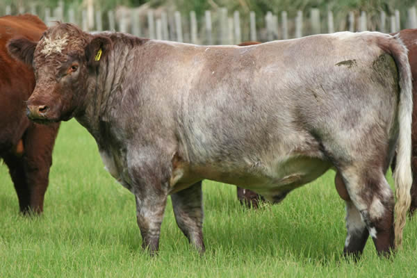 Glenrossie Gold 24018