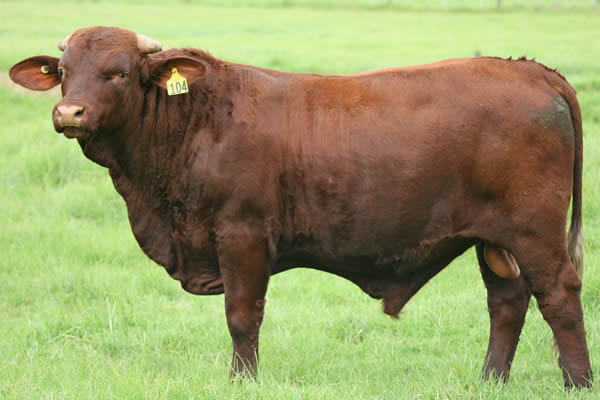Glenrossie V241041