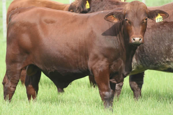 Glenrossie V24125